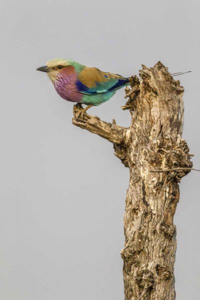South Africa Lilac-breasted roller bird on stump